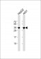 PCNA Antibody [Knockout Validated]